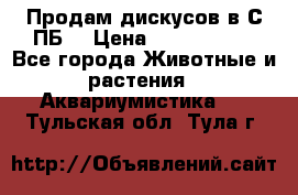 Продам дискусов в С-ПБ. › Цена ­ 3500-4500 - Все города Животные и растения » Аквариумистика   . Тульская обл.,Тула г.